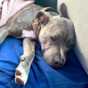 Silverfox fashion- like new girls clothing under $10 bundle and save